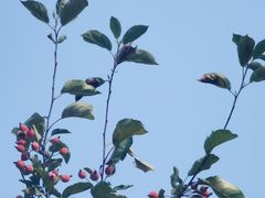 -永定河休闲森林公园