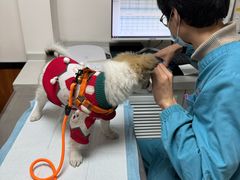 -派联宠物医院·24h·CT·异宠
