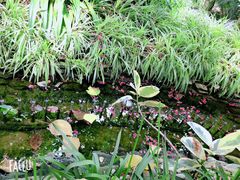 -呀路古热带植物园