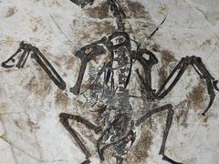 -辽宁古生物博物馆