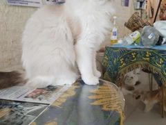 -平行世界·猫咖(首经贸店)