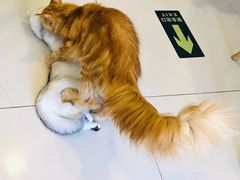 -平行世界·猫咖(首经贸店)