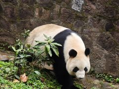-都江堰中华大熊猫苑