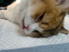 -瑞派·关忠动物医院·猫专科·犬专科(三环新城店)