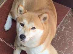 -Rabbit Cafe私房西餐甜点咖啡(栖霞路店)