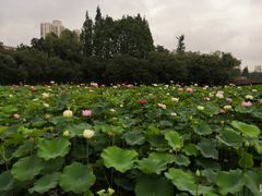 -黄兴公园