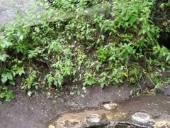 -峡谷浮石林景区