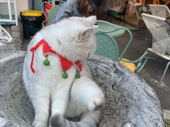 -喵屿·大理花园猫咖