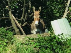-白草畔自然风景区