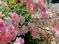 -上海共青森林公园