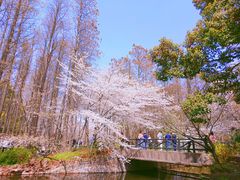 -上海共青森林公园