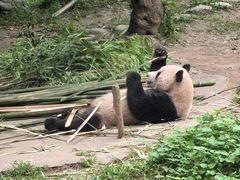 -都江堰中华大熊猫苑