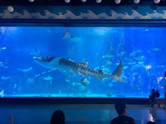 -烟台海昌鲸鲨海洋公园
