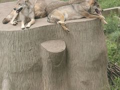 -哈尔滨北方森林动物园