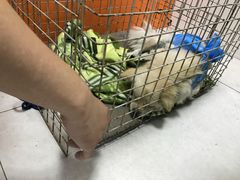 -瑞派福兴宠物医院犬猫全科·骨科·中西医结合(河东店)