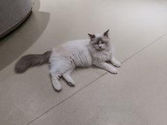 -藏猫猫咖啡主题馆(中央大道店)