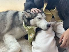 -星多哈·狗咖·拼豆·咖啡