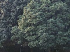 -南山植物园