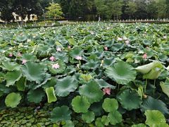 -长洲岛
