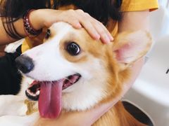 -柯斗斗主题餐厅·狗咖·围炉煮茶·茶饮(国瑞升平里店)