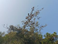 -狐尾山公园