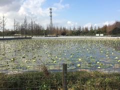 -上海长兴岛郊野公园