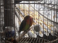 -鱼桥巷·美学川菜