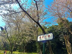 -武汉大学-樱园