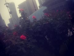 -钱江新城灯光秀