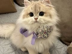 -猫十亿·布偶金渐层·曼基康矮脚猫舍(青年路店)