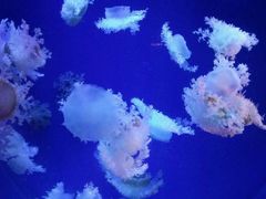 -南昌海洋公园