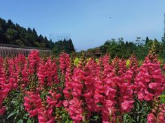 -中国香山·寿香谷