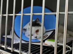 -汪喵宠物医院·骨科心脏影像·犬猫急重症ICU诊疗中心(成华分院)