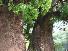 -杨家堂村
