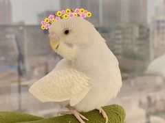 -怪兽屋·羊驼·猫咖·狗咖(俊华广场店)