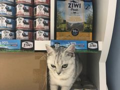 -喵的天空名猫咖啡馆·撸猫·猫舍·用品