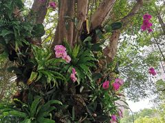 -深圳国际园林花卉博览园