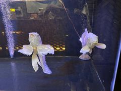-常赢三兄弟·清真涮肉·清真炒菜(朝阳新城店)