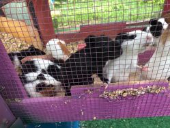 -萌宠亲子动物乐园(槐房万达店)