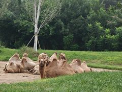 -北京野生动物园
