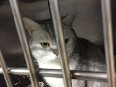 -北京观赏动物医院·24小时大型综合·猫专科·异宠专科