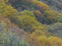-黄龙山原始森林景区