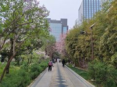 -团结湖公园