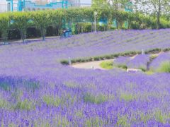 -上海辰山植物园