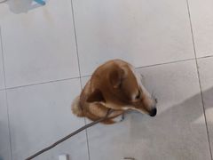 -怪兽屋·羊驼·猫咖·狗咖(俊华广场店)