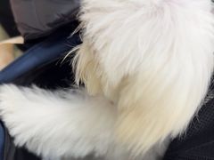 -天宠宠物医院24小时·急重症诊疗中心·全科·腔镜特色(和平分院)