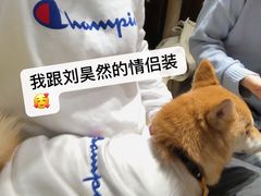 -逗柴咖啡屋·狗咖猫咖宠物桌游