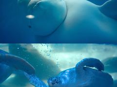 -海合安成都极地海洋公园