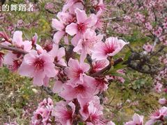 -南汇桃花村