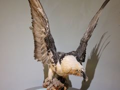 -青藏高原自然博物馆